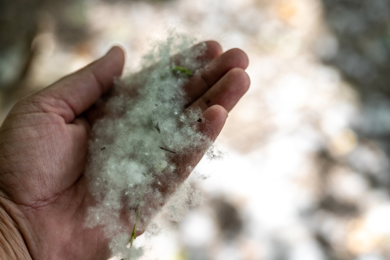 How Do I Protect My HVAC From Cottonwood Seeds? Fluffy wooly cottons holding in hand closeup.